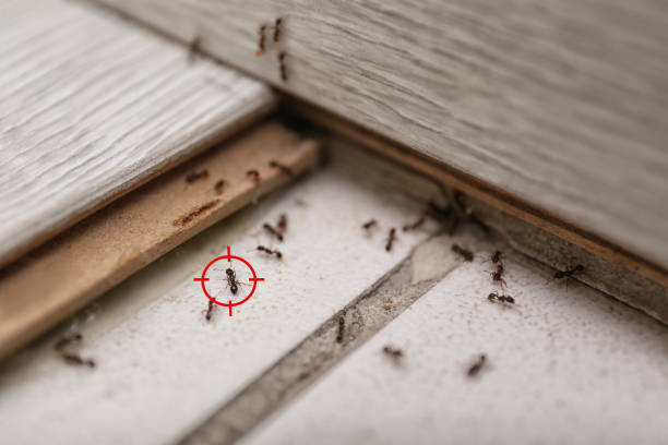 Spider Control Near Me in Columbus, NM