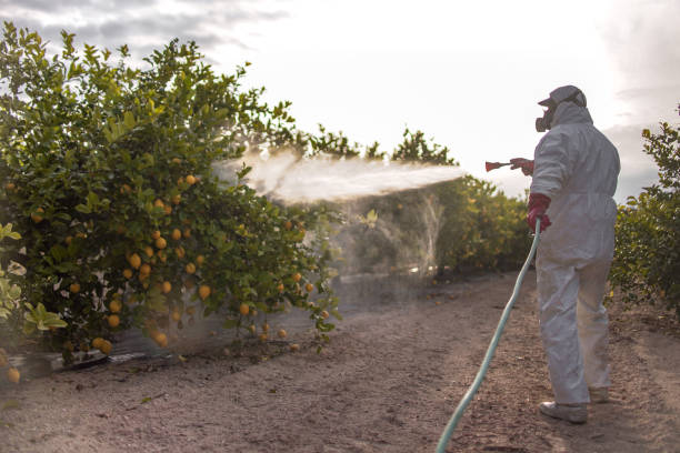 Best Ant Control Services  in Columbus, NM