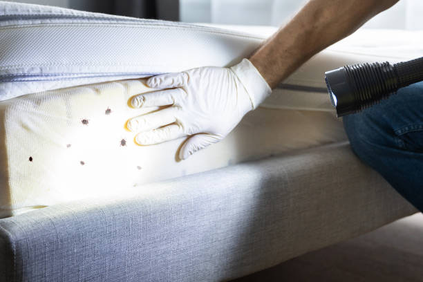 Best Pest Control Treatment  in Columbus, NM