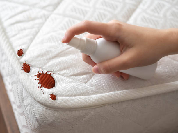 Best Bed Bug Extermination  in Columbus, NM