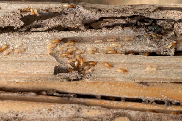 Best Rat Extermination Near Me  in Columbus, NM